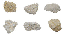 6PK Raw Coquina Rock Specimens, 1