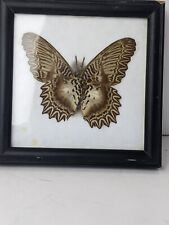 Cethosia Myrina Sarnada Verso Real Framed Cat Face Butterfly Celebes  picture