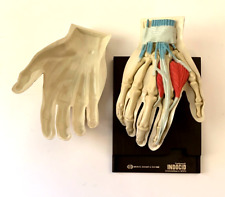 Vintage 1967 Merck Sharp & Dohme Pharmaceutical Anatomical Medical Display Hand picture