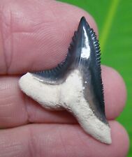 BONE VALLEY - HEMIPRISTIS Shark Tooth  - LARGE 1 & 3/8 in. REAL FOSSIL - NATURAL picture