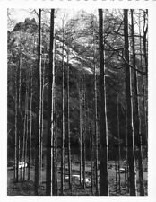 Vintage Old 1960's Polaroid Artistic Photo Mountain Peaks Behind Thin Trees ⭐ picture