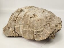 Large Stylemys Turtle Shell Fossil - White River - Brule Fm. - Crawford, NE  picture