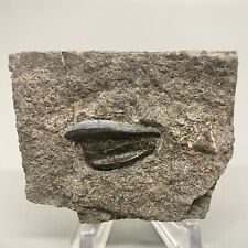 Very rare, in matrix Fossil PETALODUS s.p. Shark Tooth - 320 million - Arkansas picture