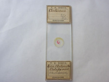 Antique Microscope Slide. Diatoms. Auliscus by T.E.Doeg. from San Redondo picture