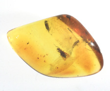 Prehistorc Bug Caught in Baltic Amber 65 to 90 Million Years Old picture