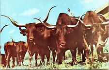 Texas Longhorns at Gene Autry - Everett Colborn Rodeo - Chrome Postcard picture