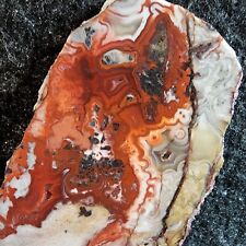RARE Stunning Rosetta Lace Agate for Cabbing/Collect, Gorgeous Colors  picture