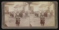Peru Pack-train of llamas, unique Andean beasts of burden, with In - Old Photo picture