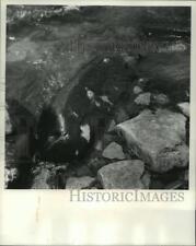 1966 Press Photo Algae covered rocks caused by pollution in Milwaukee River picture