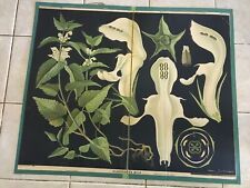 Original botanical vintage school chart of dead nettle , Zejbrlík   picture