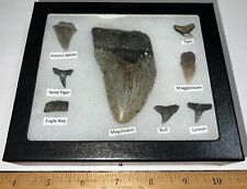 Beginner Labeled Megalodon Era Fossil Shark Teeth Collection in a Riker Mount picture