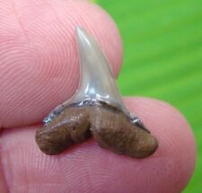 FOSSIL Shark Tooth - PATHOLOGICAL - VENICE BEACH, FLORIDA picture