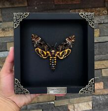 Real Insect Framed Death Head Moth Skull Acherontia Butterfly Oddities Taxidermy picture