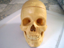 1960 Superior Plastics Thinking Man Life Size Model Skull no brain picture