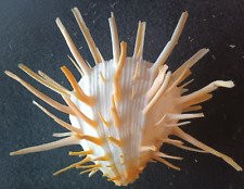 Spondylus. Rare White and Orange Long Spined Thorny  Oyster picture