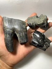 3 pcs. Aceratherium Rhinoceros Fossil Tooth - Very Beautiful Amazing Genuine picture