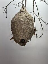 Bald Face Hornets Paper Wasp Hive Nest 24