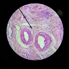 Vintage Microscope Slide Ward's  Uterus Human Foll. Phase Sec. 93 W 7303 (054) picture