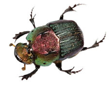Phanaeus vindex female ONE REAL GREEN SCARAB DUNG BEETLE PINNED picture