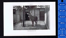 East African Water Buck, National Zoo -1934 Scientific Print picture