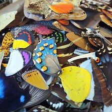 25 PIECES ASSORTED REAL BUTTERFLY MOTH WINGS WHOLESALE LOT MIX picture