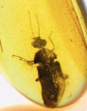 Fossil Burmese burmite amber Cretaceous beetle insect fossil amber Myanmar picture