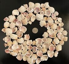 1/2 LB Sanibel Florida Spiny Jewel Box Half Shells BULK CRAFT picture