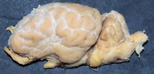 Sheep brain anatomy plastinated specimen- by Elnady technique  picture