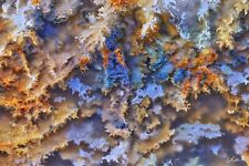 Aaron Reed's Mossy Agate Limited Edition Photography Art Print picture