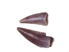 Triassic Coelophysis Dinosaur tooth pair fossil Bull Canyon New Mexico 2 per bid picture