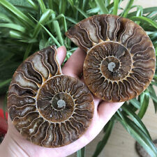100g+ A Pair Natural Crystal ammonite fossil conch specimen healingrandom delive picture