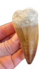 2.8 INCH MOSASAUR TOOTH LARGE MARINE DINOSAUR MOSASAURUS REAL FOSSIL EXTINCT picture