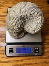 Huge Exogyra Oyster Fossil Cretaceous North Mississippi picture
