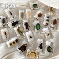 12 Pcs Insect in Resin Specimen Bugs Collection Paperweights Arachnid Resin lot picture
