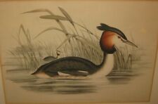 Original Antique JOHN GOULD 'Southern Crested Grebe' AUSTRALIA Bird Lithograph picture
