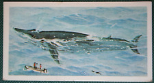 BLUE WHALE  Original 1970's Illustrated Wildlife Card  LB05M picture