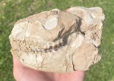 Oreodont Skull Merycoidodon gracilis South Dakota Fossil Mammal Oligocene Age picture