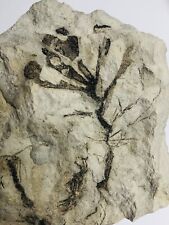Rare Thalassocystus Silurian Algae Fossil Northern Ontario, Canada picture