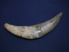 Authentic Saber-toothed canine ( 16a)  picture