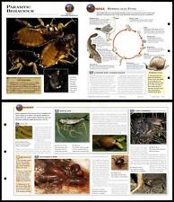 Parasitic Behaviour #35 Behaviour - Wildlife Explorer Fold-Out Card picture