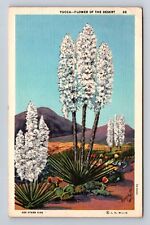 AZ-Arizona, Yucca Flower of the Desert, Vintage c1946 Souvenir Postcard picture