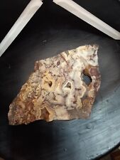 Petrified Wood Slice picture