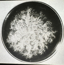 Colonies of Soil Bacteria Scientific Education Antique Magic Lantern Slide AB13 picture