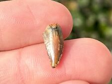NICE Theropod Dinosaur Tooth Fossil Raptor Abelisaur Morocco Cretaceous Age picture