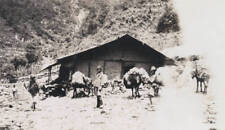 Mt Everest Climb Mules Bringing Wool From Tibet 1921 OLD PHOTO picture