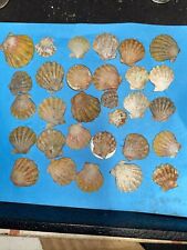 30 Small HAWAII SUNRISE SHELLS CoLoRs sunriseshells UNCLEANED SPECIAL $$$ picture