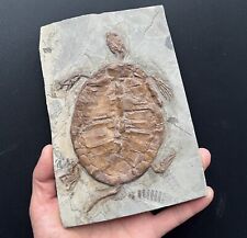 Last One Real Turtle Fossil Rare Chinese Best Triassic Keichousaurus Collection picture