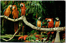 Parrot Jungle Florida Near Miami Sitting Branch Birds Cute USA Vintage Postcard picture