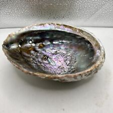 Natural abalone shell Ocean 5 1/2