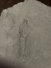 Rare Fossil Unknown Impression  picture